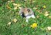 Shiba inu-máma Tajga, štěně 4 týdny