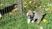 Shiba inu-máma Tajga, štěně 4 týdny