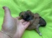 shiba inu po narození .jpg