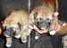 Shiba inu Dolly 2012_říjen_11.jpg