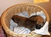 Shiba inu Dolly 2012_říjen_21.jpg