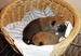 Shiba inu Dolly 2012_říjen_22.jpg