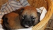 Shiba inu Dolly 2012_říjen_23.jpg