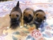 Shiba inu Dolly 2012_říjen_31.jpg