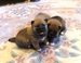 Shiba inu Dolly 2012_říjen_32.jpg