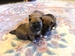 Shiba inu Dolly 2012_říjen_33.jpg