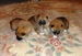 Shiba inu Dolly 2012_říjen_34.jpg