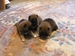 Shiba inu Dolly 2012_říjen_35.jpg
