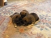 Shiba inu Dolly 2012_říjen_36_porada.jpg