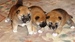 Shiba inu Dolly 2012_říjen_37.jpg