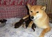 Shiba inu Dolly 2012_září_po narození_2.jpg
