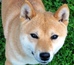 Shiba inu_Dolly_srpen_2012_1.jpg