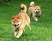Shiba inu_Dolly_Trux_srpen_2012_6.jpg