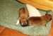 Shiba inu fenky