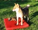 Shiba inu_Ina 10_2013_1.jpg