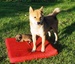 Shiba inu_Ina 10_2013_2.jpg