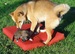 Shiba inu_Ina 10_2013_3.jpg
