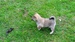 Shiba inu_Ina 11_2013_1.jpg