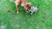Shiba inu_Ina 11_2013_41.jpg