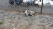 Shiba inu_Ina 11_2013_7.jpg