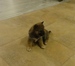 Shiba inu_Ina_2012_listop_holka_41.jpg