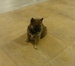 Shiba inu_Ina_2012_listop_holka_42.jpg