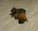 Shiba inu_Ina_2012_listop_kluk_43.jpg