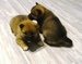 Shiba inu_Ina_2012_listop_kluk_44.jpg