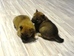 Shiba inu_Ina_2012_listop_kluk_45.jpg
