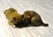 Shiba inu_Ina_2012_listop_kluk_46.jpg