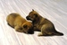 Shiba inu_Ina_2012_listop_kluk_47.jpg
