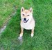 Shiba inu_Ina 8_2012_5.jpg