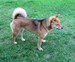 Shiba inu_Ina 8_2012_6.jpg