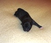 Shiba_inu_Ina_říjen 2012_dva dny2.jpg