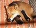 Shiba_inu_Ina_říjen 2012 v den narození.jpg