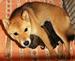 Shiba_inu_Ina_říjen 2012 v den narození2.jpg