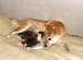 Shiba inu Sofie 2012_10_12.jpg