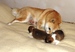 Shiba inu Sofie 2012_10_13.jpg
