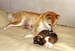 Shiba inu Sofie 2012_10_14.jpg