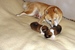 Shiba inu Sofie 2012_10_15.jpg