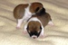 Shiba inu Sofie 2012_10_16.jpg