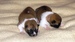 Shiba inu Sofie 2012_10_17.jpg