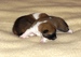 Shiba inu Sofie 2012_10_18.jpg