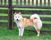 Shiba inu_Sofie_2012 srpen_2.jpg