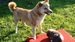 Shiba inu_Tajga_10_2013_3.jpg