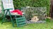 Shiba inu Tajga 2012_09_1.jpg