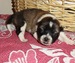 Shiba inu Tajga 2012_09_Drholec_9 dnu1.jpg