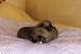 Shiba inu Tajga 2012_09_kluci_1 den1.jpg