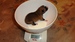 Shiba inu Tajga 2012_09_kluk Jirka_3 dny2.jpg