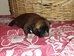Shiba inu Tajga 2012_09_krokodylek_9 dnu1.jpg